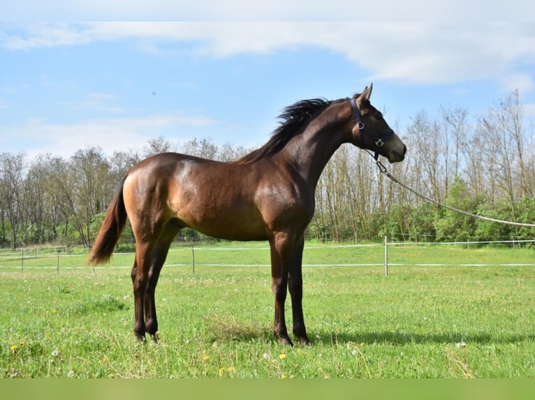 Hungarian Sport Horse Stallion 3 years 15,3 hh Dun in Marcali