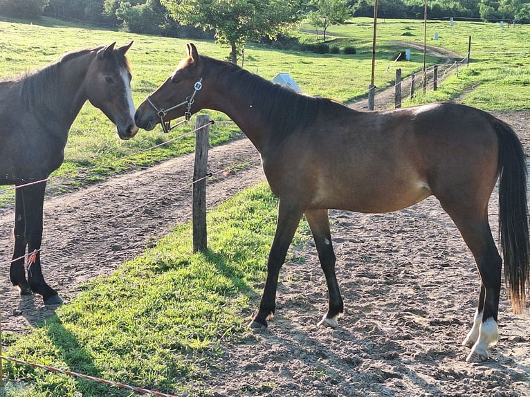 Hungarian Sport Horse Stallion 3 years 15,1 hh Bay in Székesfehérvár