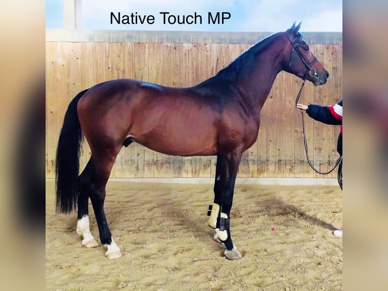 Hungarian Sport Horse Stallion 3 years 15,1 hh Bay in Székesfehérvár