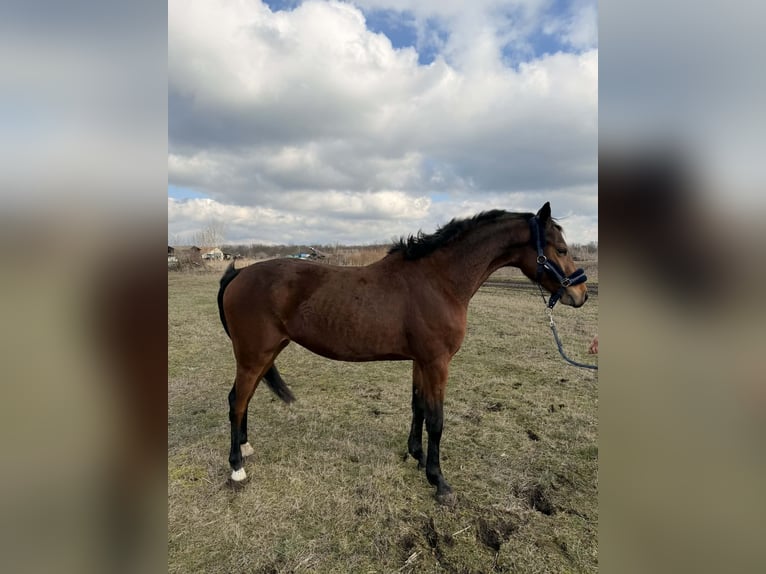 Hungarian Sport Horse Stallion 3 years 15,1 hh Bay in Dévaványa