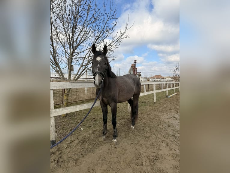 Hungarian Sport Horse Stallion 3 years 15,1 hh Grey in Dévaványa