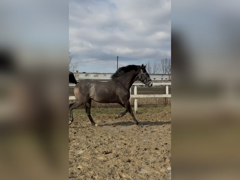 Hungarian Sport Horse Stallion 3 years 15,1 hh Grey in Dévaványa