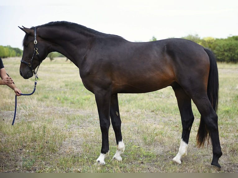 Hungarian Sport Horse Stallion 3 years 16.1 hh Bay-Dark in Szarvas