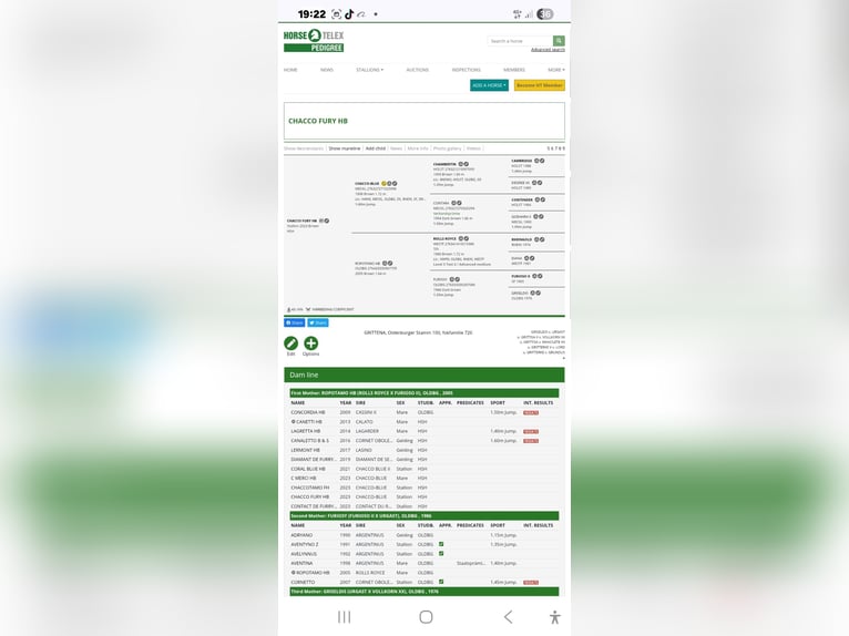 Hungarian Sport Horse Stallion 3 years 16.1 hh Bay in Kisbér