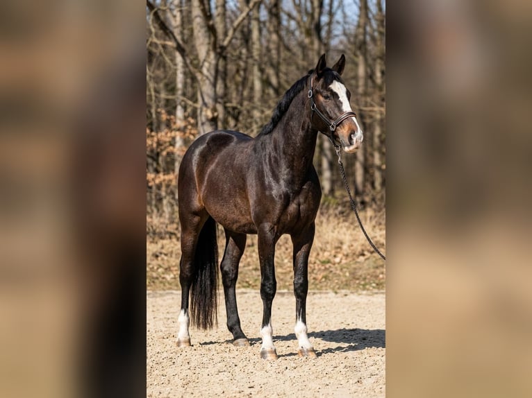 Hungarian Sport Horse Stallion 3 years 16.1 hh Grey in Balatonfüred