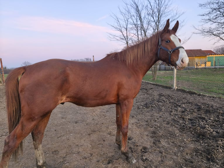Hungarian Sport Horse Stallion 3 years 16.2 hh Chestnut in Palinovec