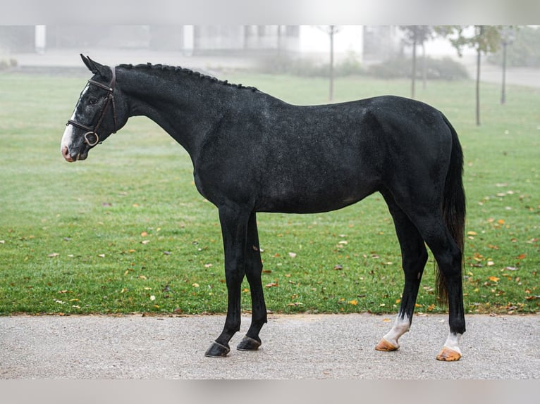 Hungarian Sport Horse Stallion 3 years 16,2 hh Gray in Debrecen
