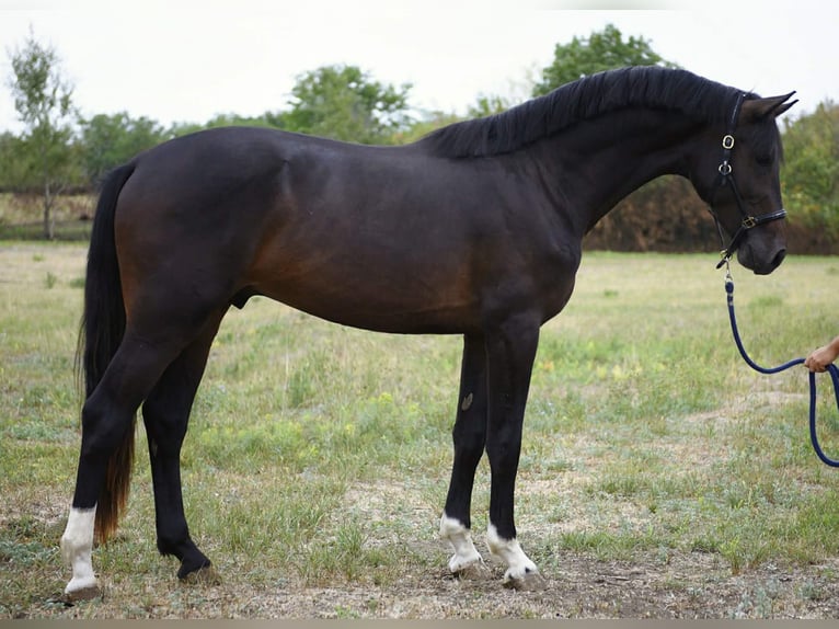 Hungarian Sport Horse Stallion 3 years 16,1 hh Bay-Dark in Szarvas