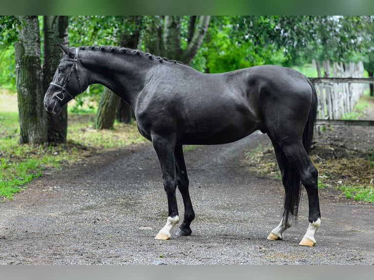 Hungarian Sport Horse Stallion 3 years 16,1 hh Black in M&#xFC;nchen
