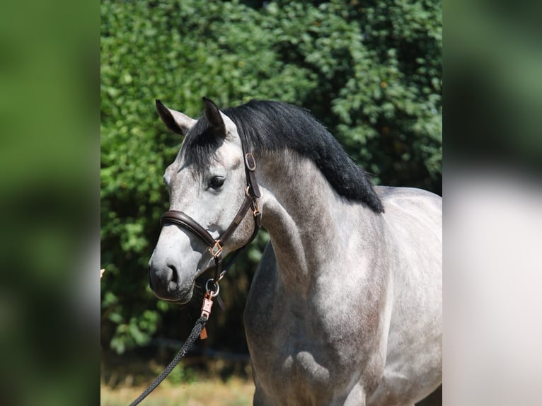 Hungarian Sport Horse Stallion 3 years 16,1 hh Gray in M&#xFC;nchen