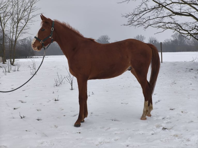 Hungarian Sport Horse Stallion 3 years 16,2 hh Chestnut in Palinovec