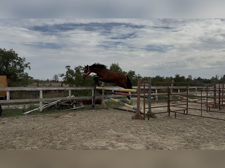 Hungarian Sport Horse Stallion 3 years 16,3 hh Bay in Dévaványa