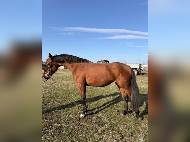 Hungarian Sport Horse Stallion 3 years 16,3 hh Bay in Dévaványa