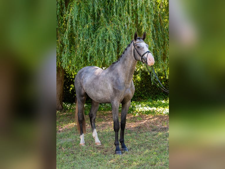 Hungarian Sport Horse Stallion 3 years 17,1 hh Grey in Debrecen