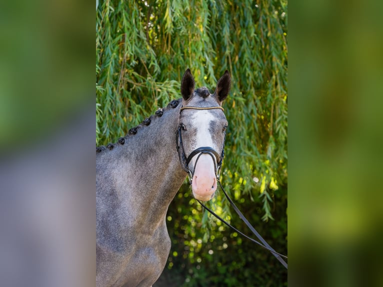 Hungarian Sport Horse Stallion 3 years 17,1 hh Grey in Debrecen
