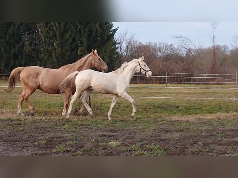 Hungarian Sport Horse Stallion 4 years 15,2 hh Cremello in Marcali