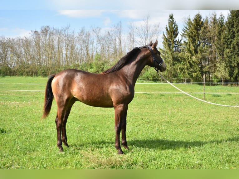 Hungarian Sport Horse Stallion 4 years 15,3 hh Dun in Marcali