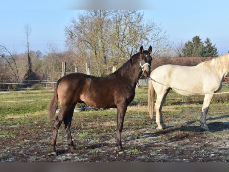 Hungarian Sport Horse Stallion 4 years 15,3 hh Dun in Marcali