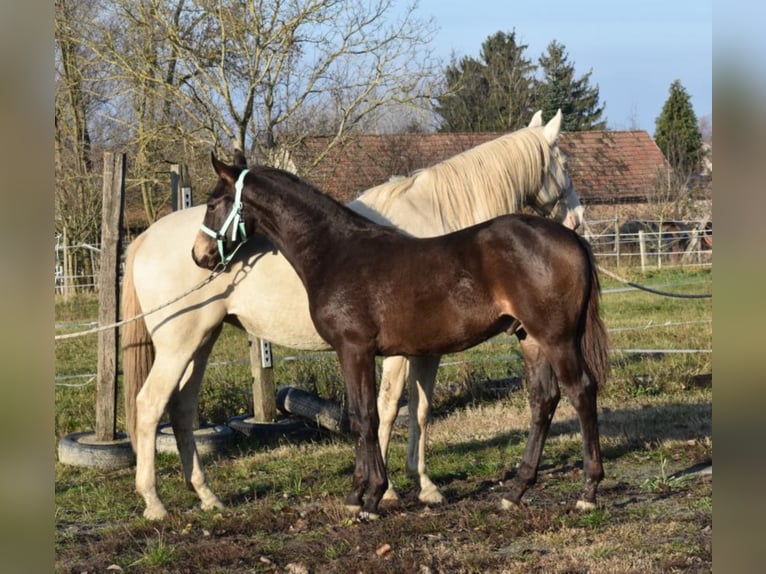 Hungarian Sport Horse Stallion 4 years 15,3 hh Dun in Marcali