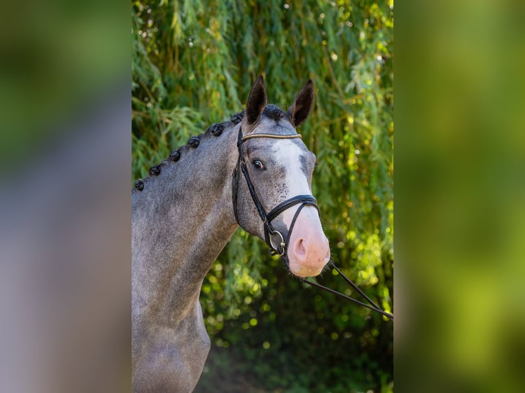 Hungarian Sport Horse Stallion 4 years 17,1 hh Grey in Debrecen