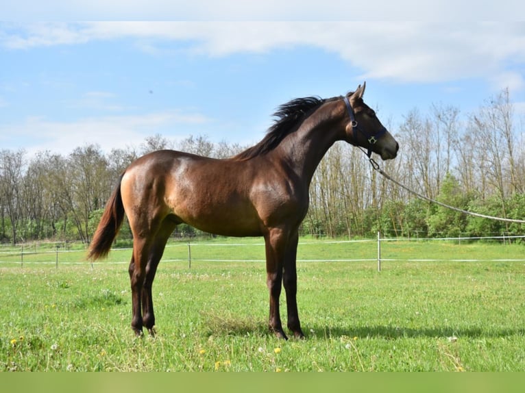 Hungarian Sport Horse Stallion 5 years 15.3 hh Dun in Marcali