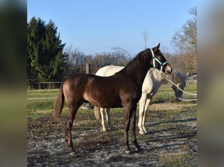 Hungarian Sport Horse Stallion 5 years 15.3 hh Dun in Marcali
