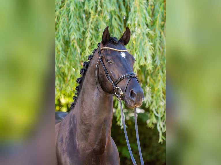 Hungarian Sport Horse Stallion 5 years 15,1 hh Black in Debrecen
