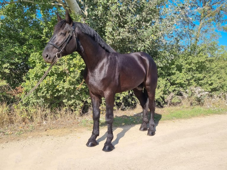 Hungarian Sport Horse Mix Stallion 5 years 16,2 hh Black in Békés