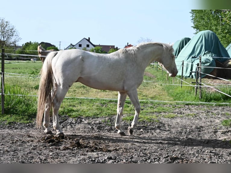 Hungarian Sport Horse Stallion 5 years 16 hh Cremello in Marcali
