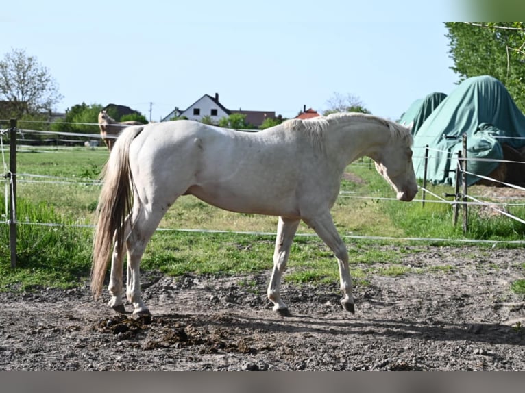 Hungarian Sport Horse Stallion 5 years 16 hh Cremello in Marcali