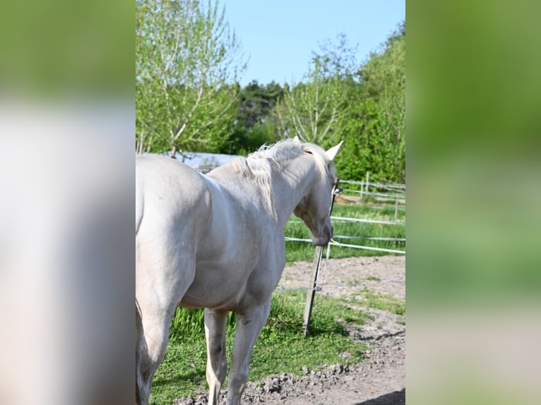 Hungarian Sport Horse Stallion 5 years 16 hh Cremello in Marcali