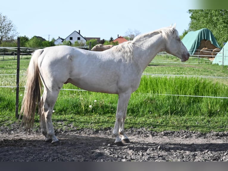 Hungarian Sport Horse Stallion 5 years 16 hh Cremello in Marcali