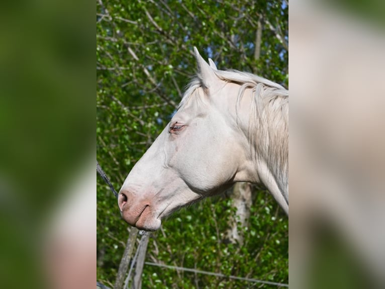 Hungarian Sport Horse Stallion 5 years 16 hh Cremello in Marcali