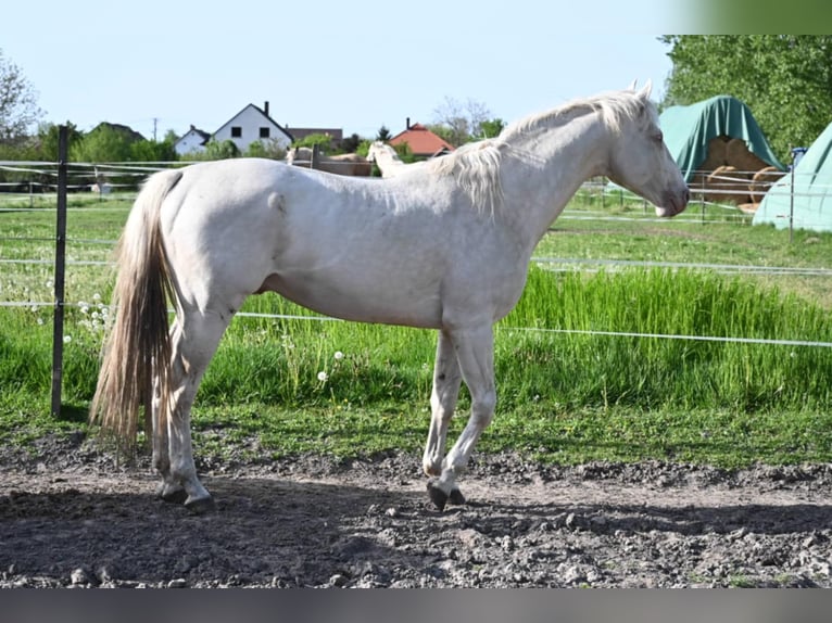Hungarian Sport Horse Stallion 5 years 16 hh Cremello in Marcali