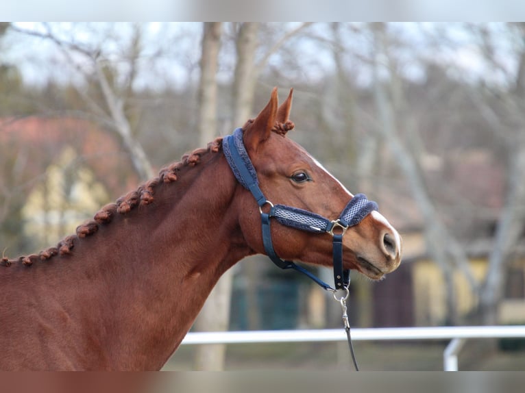 Hungarian Sport Horse Stallion 6 years 15,2 hh Chestnut in Bőny