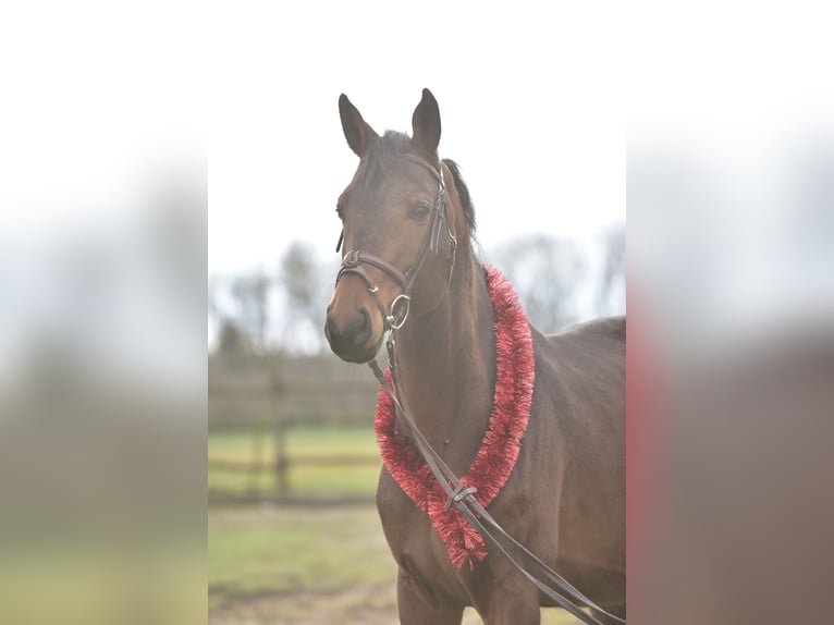 Hungarian Sport Horse Stallion 7 years 17.2 hh Bay-Dark in Sződ