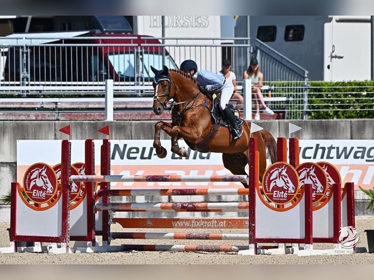 Hungarian Sport Horse Stallion 8 years 16,2 hh Chestnut-Red in Allershausen