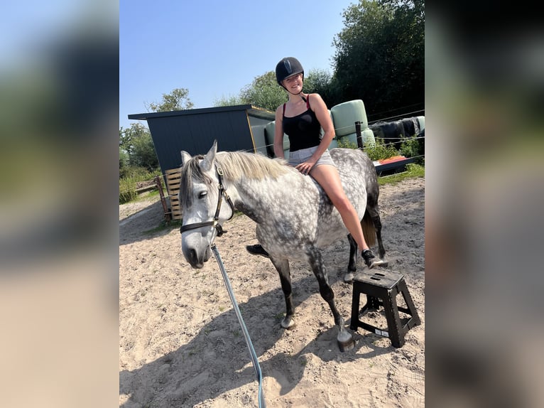 Hungarian Sport Horse Mix Stallion 9 years 14,1 hh Gray in Roswinkel