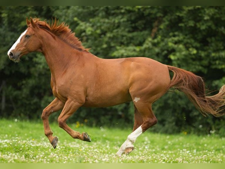 Hungarian Sport Horse Stallion 9 years 16.3 hh Chestnut in Budapest
