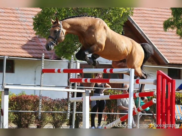 Hungarian Sport Horse Stallion Buckskin in Marcali