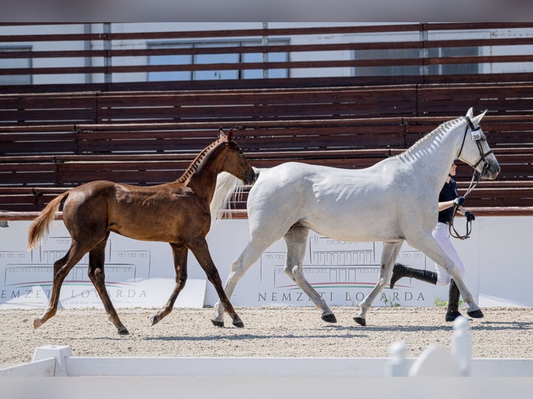 Hungarian Sport Horse Stallion Foal (03/2026) 17.1 hh Chestnut in Újfehértó