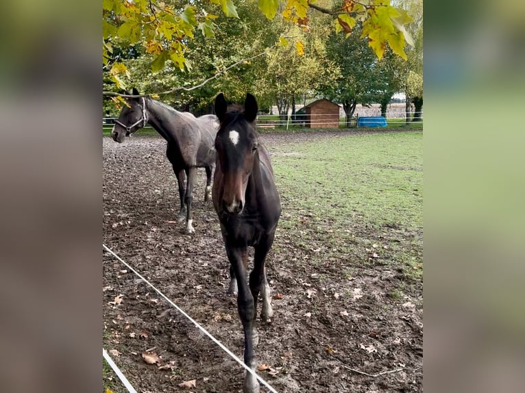 Hungarian Sport Horse Stallion Foal (05/2024) Bay-Dark in Mosonmagyaróvár