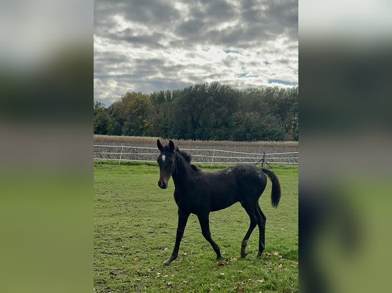 Hungarian Sport Horse Stallion Foal (05/2024) Bay-Dark in Mosonmagyaróvár