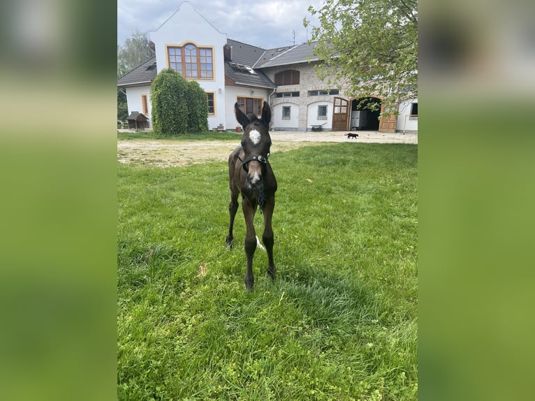 Hungarian Sport Horse Stallion Foal (05/2024) Bay-Dark in Mosonmagyaróvár