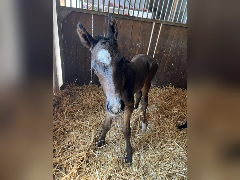 Hungarian Sport Horse Stallion Foal (05/2024) Bay-Dark in Mosonmagyaróvár