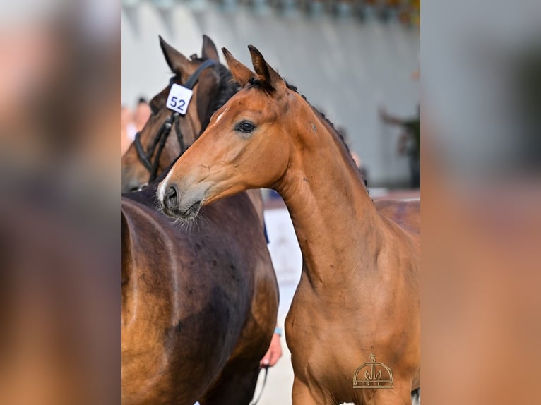 Hungarian Sport Horse Stallion Foal (04/2025) Bay in &#x150;rbotty&#xE1;n