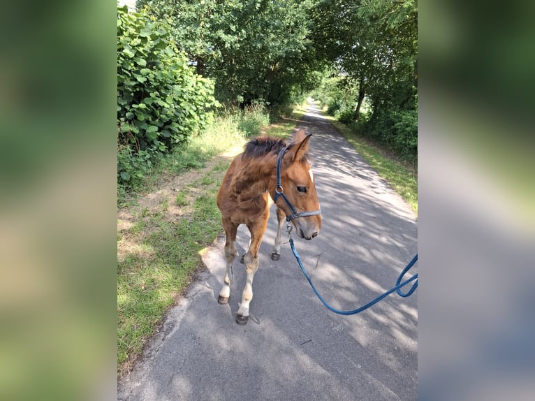 Hungarian Sport Horse Mix Stallion Foal (04/2025) Brown-Light in Herzlake