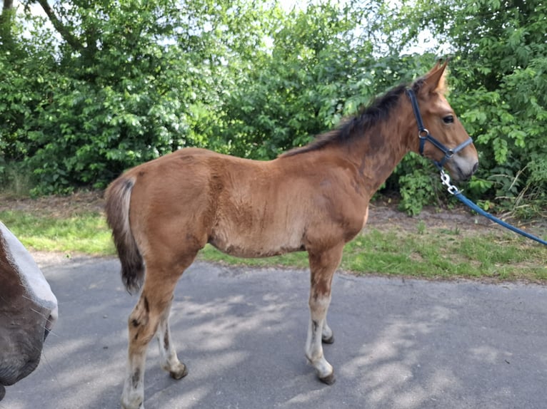 Hungarian Sport Horse Mix Stallion Foal (04/2025) Brown-Light in Herzlake