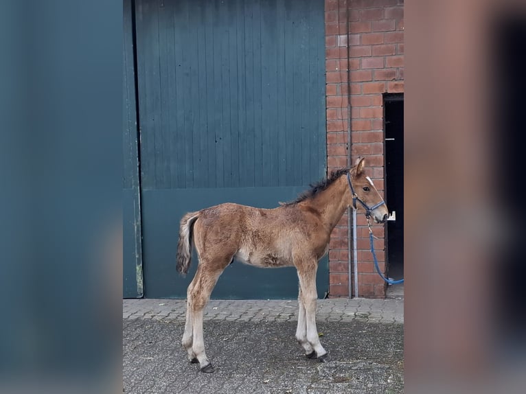 Hungarian Sport Horse Mix Stallion Foal (04/2025) Brown-Light in Herzlake