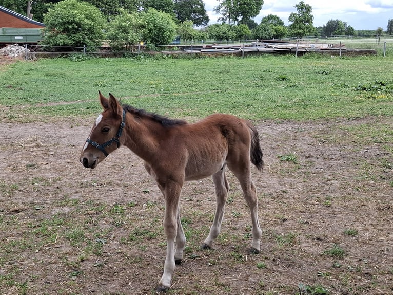 Hungarian Sport Horse Mix Stallion  Brown-Light in Herzlake